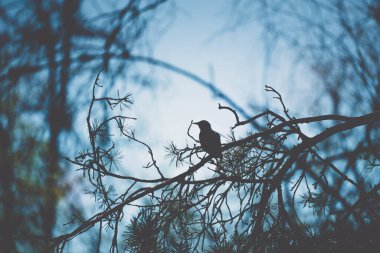 Karanlık bir ormanda, mavi bir arka planda yalnız bir kuzgun dalda oturuyor.