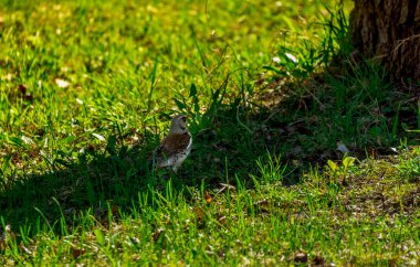 Parktaki bir ağacın yanındaki yeşil çimlerde oturan kuş.