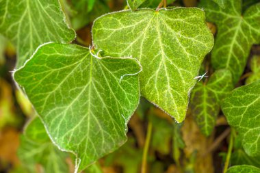Çayırdaki yeşil çimenler karla kaplıdır. Sonbahar bahçesinde don, çimlerin üzerinde don. Sabah soğuğu. Rime. Sonbaharın sonu.