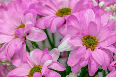 Göz alıcı sarı merkezli canlı pembe bir çiçeğe yakın plan. Çiçek açan bir bitkinin güzelliğini ve karmaşıklığını gözler önüne seriyor.