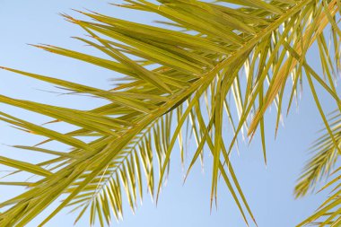 Mavi gökyüzü palmiye yaprak