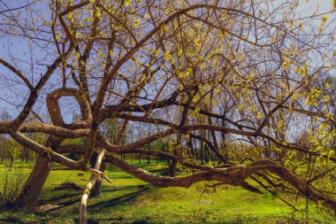 Belarus 'taki sihirli parkın sonbahar ormanlarında güneşli bir hava.