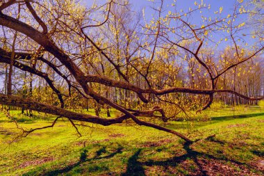 Belarus 'taki sihirli parkın sonbahar ormanlarında güneşli bir hava.