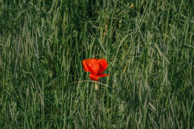 Yüksek otlarla dolu uçsuz bucaksız bir arazinin tam ortasında güzel bir şekilde göze çarpan yalnız bir kırmızı çiçek var.