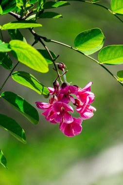 Bir ağaç dalından sarkan bir demet pembe çiçek doğal çevreye güzellik katar ve etraftaki herkesi büyüler.