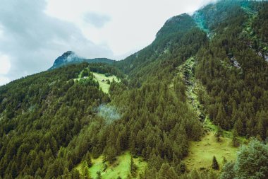 Dağın yamacındaki ağaçların ormanında yemyeşil çam ağaçları var..