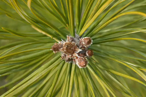 Doğada bulunan inanılmaz güzelliği ve büyümeyi gösteren çam iğneleri ve konilerinin çok detaylı bir görüntüsü.