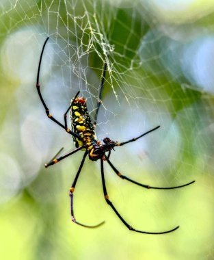 A striking black and yellow spider is delicately perched on its intricate web, showcasing its unique colors and features beautifully