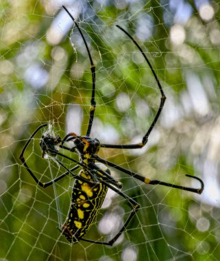 A striking black and yellow spider is delicately perched on its intricate web, showcasing its unique colors and features beautifully
