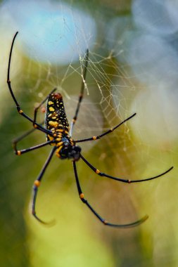 A striking black and yellow spider is delicately perched on its intricate web, showcasing its unique colors and features beautifully