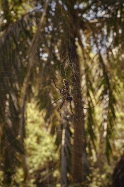 A striking black and yellow spider is delicately perched on its intricate web, showcasing its unique colors and features beautifully