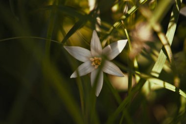 Güzel beyaz bir kır çiçeği yemyeşil çimenlerin arasında zarifçe çiçek açıyor. Yıldızımsı taç yapraklarını ve doğal zarafetini sergiliyor..