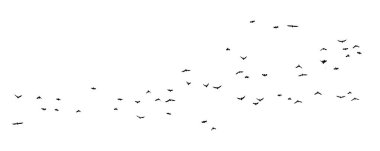  Şeffaf temiz bir arkaplanda izole edilmiş kuş sürüsü