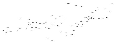  Şeffaf temiz bir arkaplanda izole edilmiş kuş sürüsü