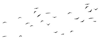  Şeffaf temiz bir arkaplanda izole edilmiş kuş sürüsü