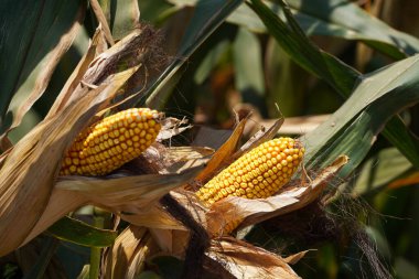 mısır, taze mısır tarlada çubuk