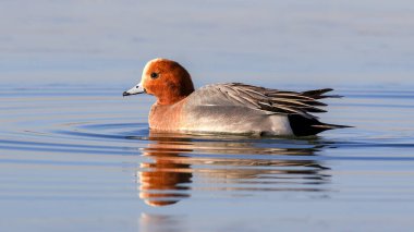 Avrasya Wigeon ördek kuşu gölde yüzüyor