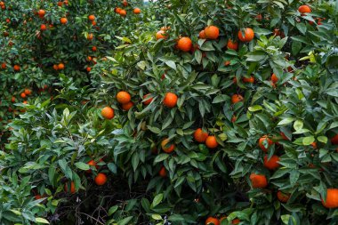 Portakal dalında portakallar