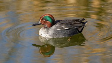 Avrasya ördek kuşu gölde yüzüyor