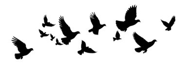 Şeffaf arkaplanda izole güvercin sürüsü, png dosyası