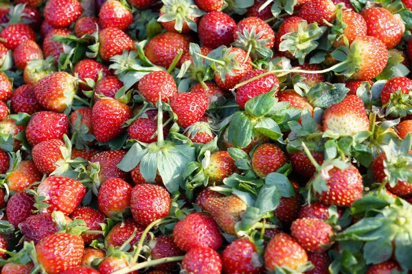 Pazarda taze çilek.