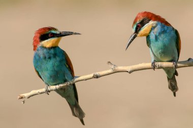 Arı yiyiciler dala tünediler.