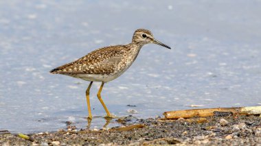 Çulluk kuşu gölün yanında.