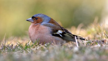 Çimenlerle beslenen sıradan bir kuş.