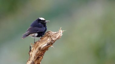 Beyaz taçlı Wheatear kuşu bir dala tünedi.