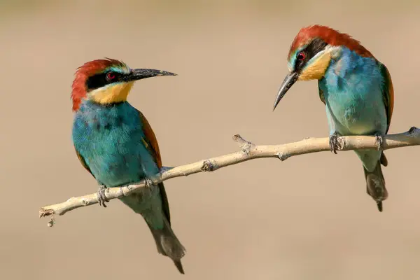 Arı yiyiciler dala tünediler.