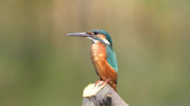  Kingfisher dala tüneyip balık tutmayı bekliyor.