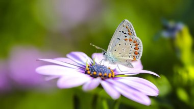 Doğadaki çiçeğin üzerindeki kelebek makro fotoğrafı.