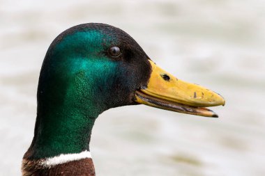 Vahşi yaşam konseptinde kuşlar ve hayvanlar. İnanılmaz yaban ördeği güneş ışığı altında mavi suyla gölde ya da nehirde yüzer. Komik ördeğin yakından bakış açısı.