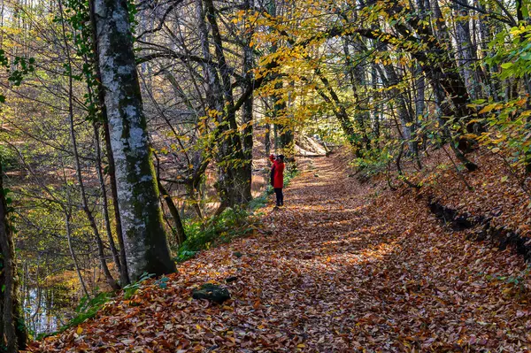 Yedigoller - Yedigller - Güz Ormanı manzarası 7 gller - 7 golcü Milli Park Bolu, Türkiye