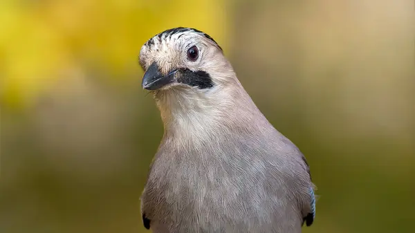 Avrasin Jay bana bakıyor.