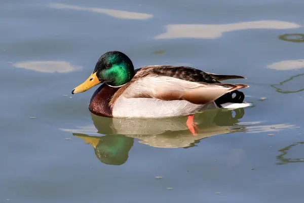 Vahşi yaşam konseptinde kuşlar ve hayvanlar. İnanılmaz yaban ördeği güneş ışığı altında mavi suyla gölde ya da nehirde yüzer. Komik ördeğin yakından bakış açısı.