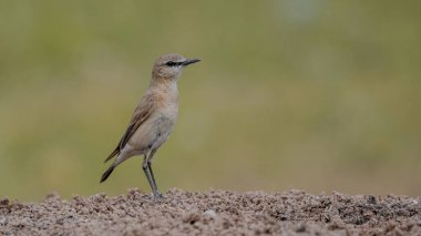 Isabelline Bir kayaya tüneyen Wheatear kuşu