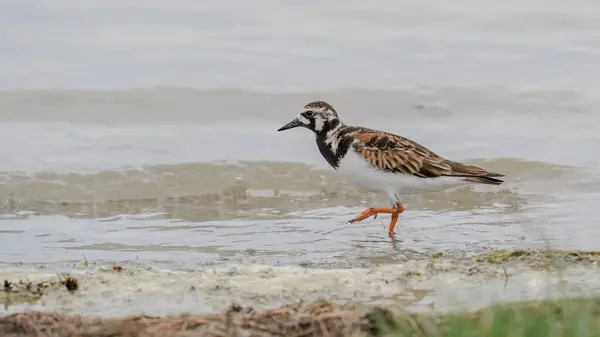 Göl kenarındaki Ruddy Turnstone su kuşu.