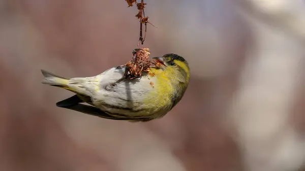 Avrasyalı Siskin kuşu bitkinin üzerine tünedi