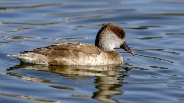 Kırmızı ibikli ördek kuşu gölde yüzüyor.