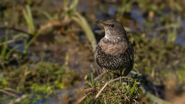 Sahadaki Ouzel kuşunu ara.                   