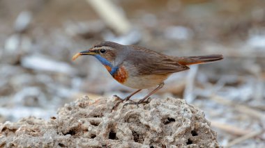 Bluethroat kuşu kayaya tünedi.