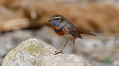 Bluethroat kuşu kayaya tünedi.