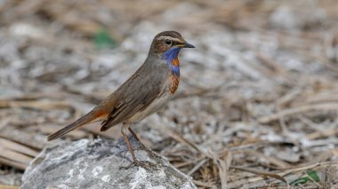 Bluethroat kuşu kayaya tünedi.