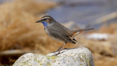 Bluethroat kuşu kayaya tünedi.