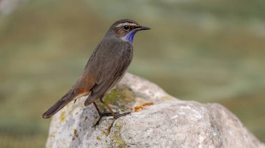 Bluethroat kuşu kayaya tünedi.