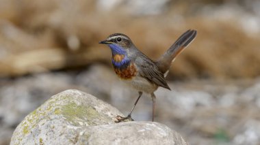 Bluethroat kuşu kayaya tünedi.
