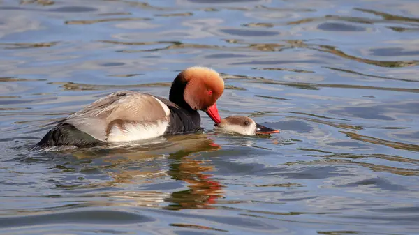Kırmızı ibikli ördek kuşu gölde yüzüyor.