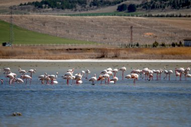 Flamingolar gölde besleniyor.