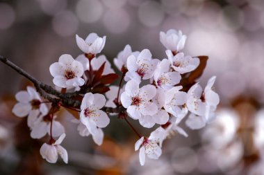 Kapalı pembe kiraz çiçekleri Bokehs bahar zamanı